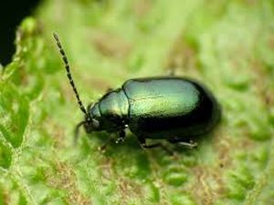 uploads/images/pest/leaf cutting beetle.jpg